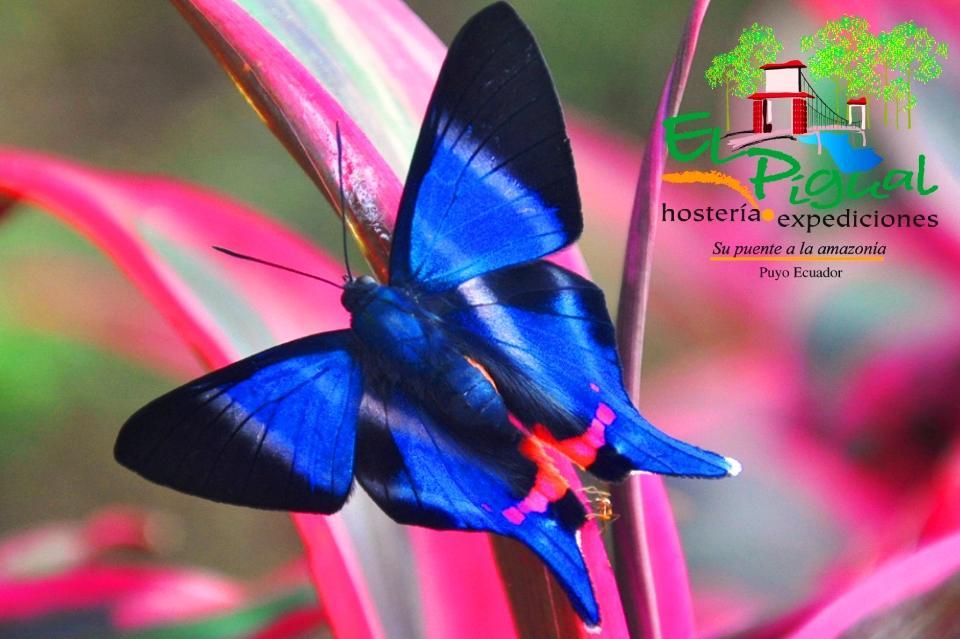 Hosteria Finca El Pigual Puyo Ngoại thất bức ảnh